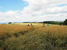 pesivelehrad2016_13